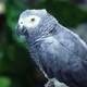 Image for article titled Grey Parrot Disappointed To Discover Rest Of Aviary A Bunch Of Idiots